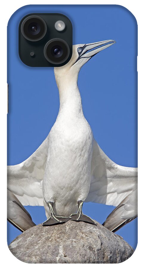 Flpa iPhone Case featuring the photograph Northern Gannet Displaying Great Saltee by Dickie Duckett