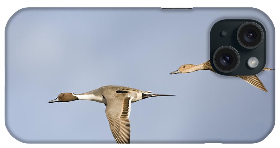 Flpa iPhone Case featuring the photograph Northern Pintails Flying Gloucestershire by Dickie Duckett
