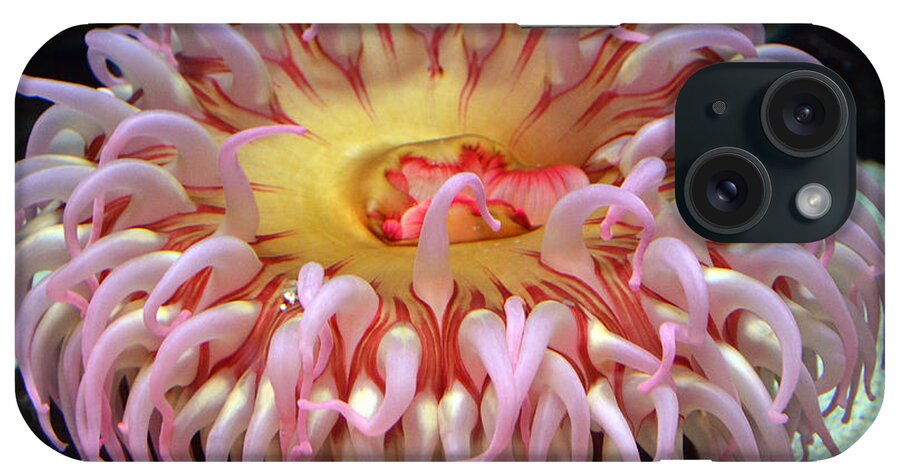 Northern Red Anemone iPhone Case featuring the photograph Northern Red Anemone by Robert Meanor