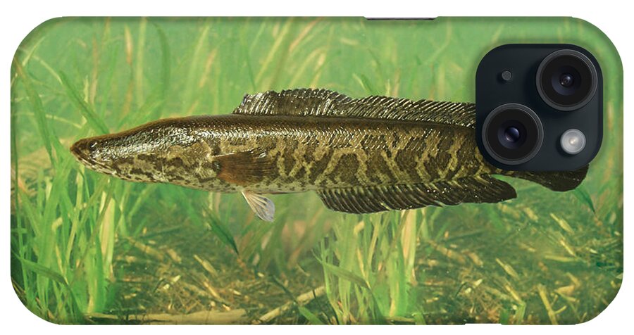 Animal iPhone Case featuring the photograph Northern Snakehead by USGS and USFWS/ Science Source