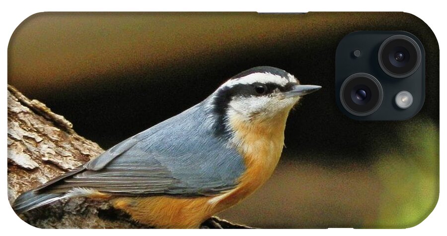 Nuthatch iPhone Case featuring the photograph Nuthatch Pose by VLee Watson