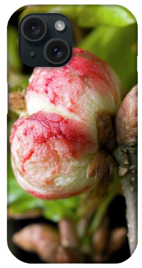 Oak Apple iPhone Case featuring the photograph Oak Apple Gall On Oak (quercus Robur) by Dr Jeremy Burgess