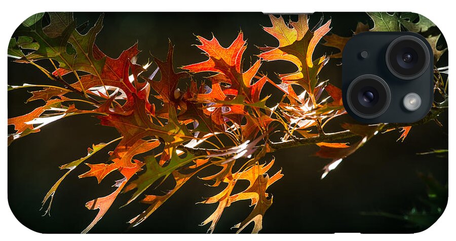 Fall iPhone Case featuring the photograph Oak Cluster in Fall Colors by Janis Knight