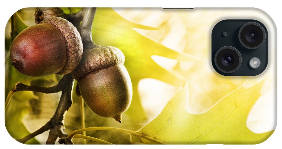 Oak iPhone Case featuring the photograph Oak tree by Jelena Jovanovic