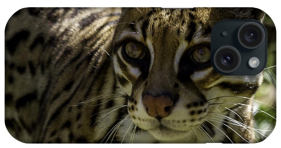 Big Cats iPhone Case featuring the photograph Ocelot by Ken Frischkorn