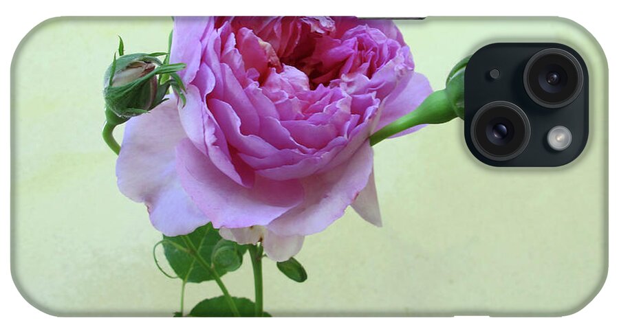 Bud iPhone Case featuring the photograph Old English Rose by Rosmarie Wirz