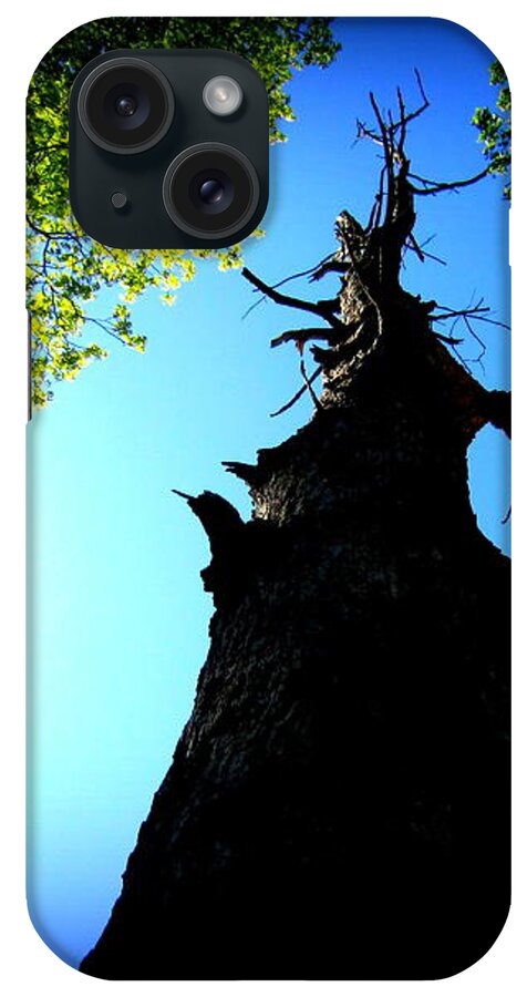 Trees iPhone Case featuring the photograph Old Trees by Rabiah Seminole