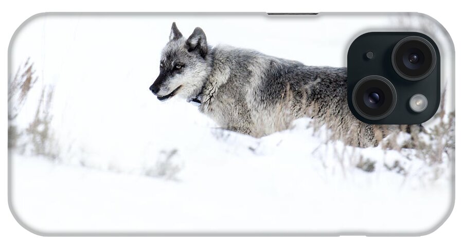 Gray Wolf iPhone Case featuring the photograph Ole Blue Eyes by Deby Dixon
