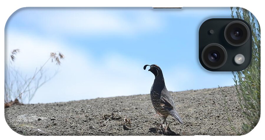 Quail iPhone Case featuring the photograph On The Lookout by Laurianna Taylor