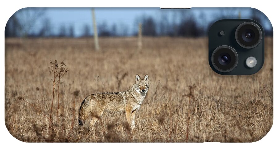 Nina Stavlund iPhone Case featuring the photograph On the Prowl.. by Nina Stavlund