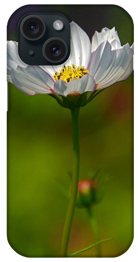 White Cosmos Flower With Bokeh iPhone Case featuring the photograph Open for All by Byron Varvarigos