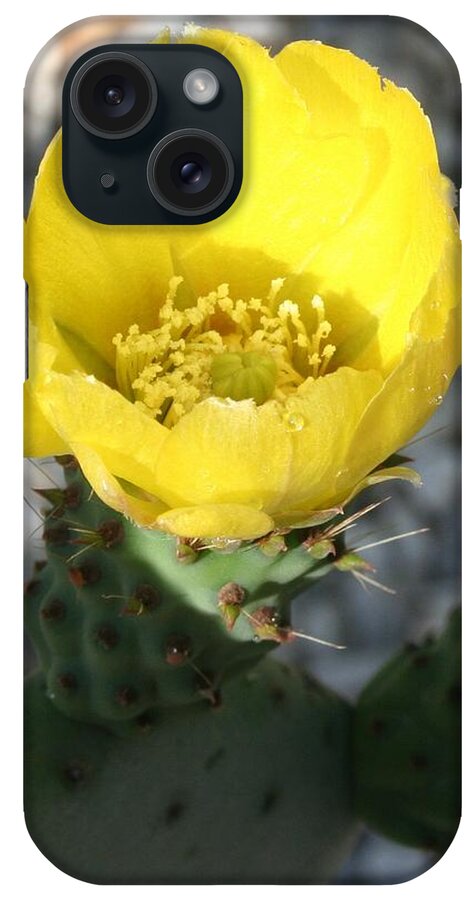 Yellow iPhone Case featuring the photograph Opuntia Ficus-Indica Flower of the Prickly Pear by Taiche Acrylic Art