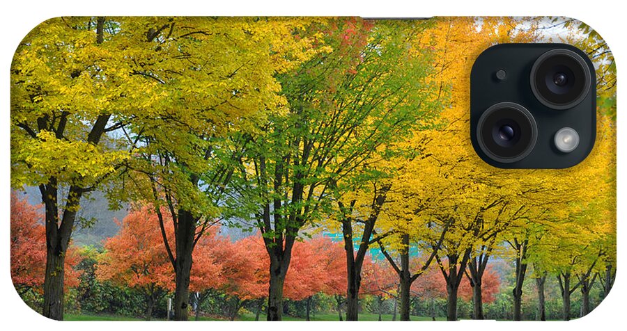 Fall iPhone Case featuring the photograph Row Of Trees by Kirt Tisdale