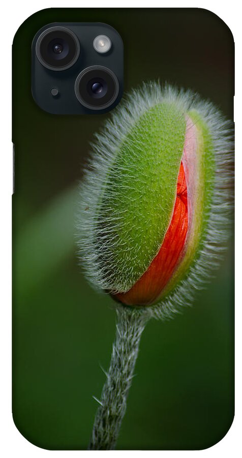 Garden iPhone Case featuring the photograph Orange Budding Poppy by Tikvah's Hope
