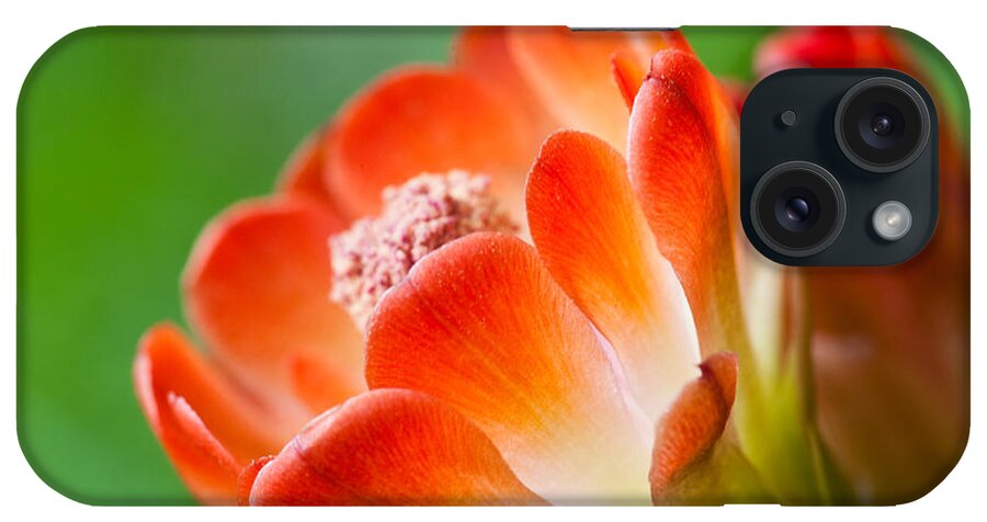 Claret Cup Cactus iPhone Case featuring the photograph Orange Burst by Eggers Photography