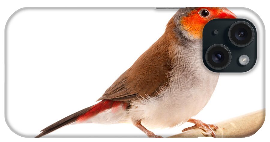 Orange-cheeked Waxbill iPhone Case featuring the photograph Orange-cheeked Waxbill Estrilda Melpoda by David Kenny