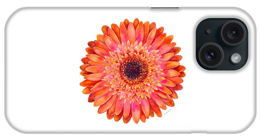 Pink iPhone Case featuring the painting Orange Gerbera Daisy by Amy Kirkpatrick