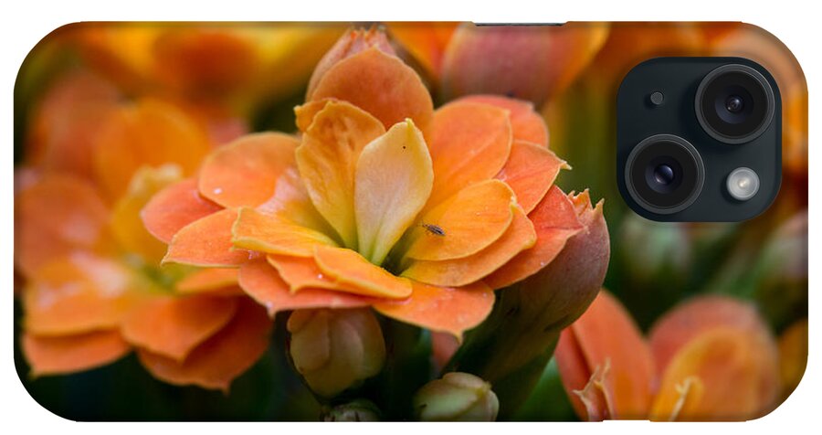 Tropical iPhone Case featuring the photograph Orange kalanchoe with company by Eti Reid