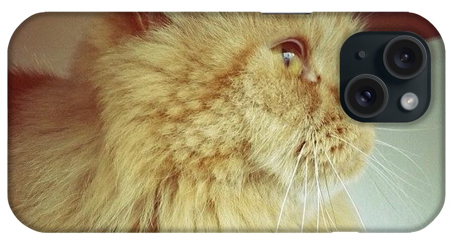  iPhone Case featuring the photograph Orange You Cute by Natasha Marco