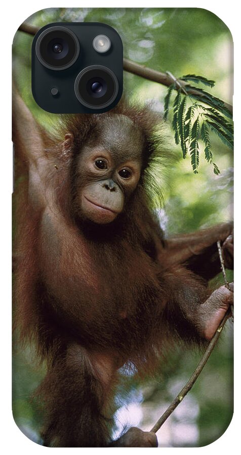 Feb0514 iPhone Case featuring the photograph Orangutan Infant Hanging Borneo by Konrad Wothe