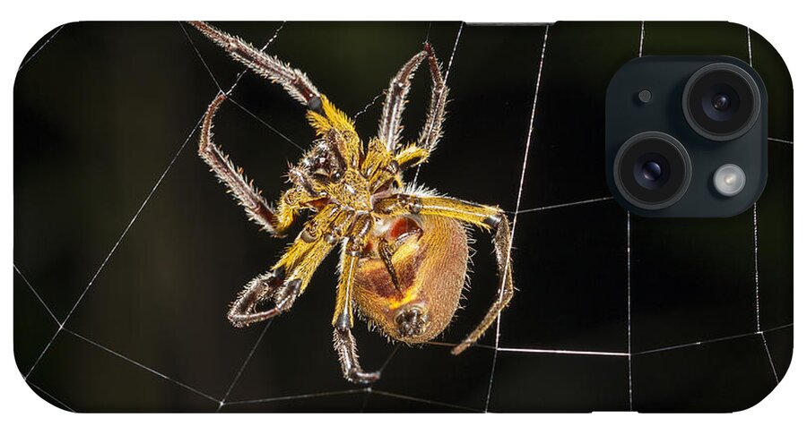 Konrad Wothe iPhone 15 Case featuring the photograph Orb-weaver Spider In Web Panguana by Konrad Wothe