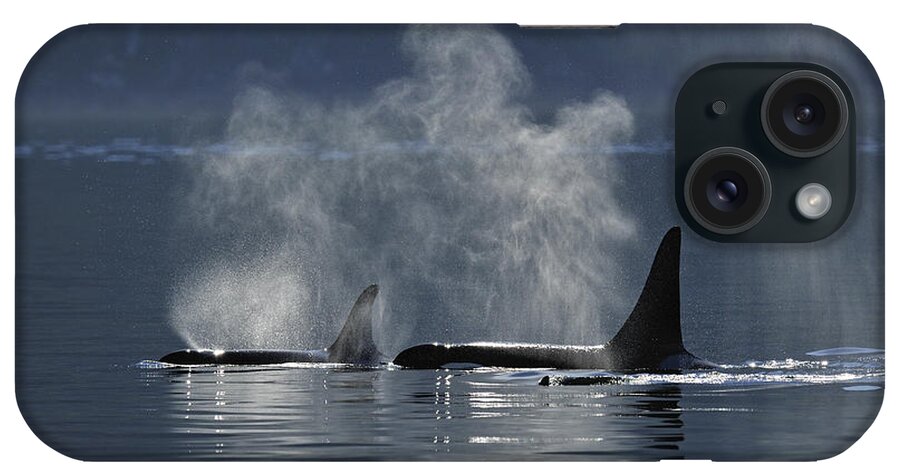 Adults iPhone Case featuring the photograph Orca pod by Don Johnston
