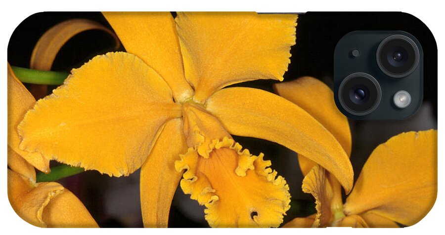 Flower iPhone Case featuring the photograph Orchid 5 by Andy Shomock