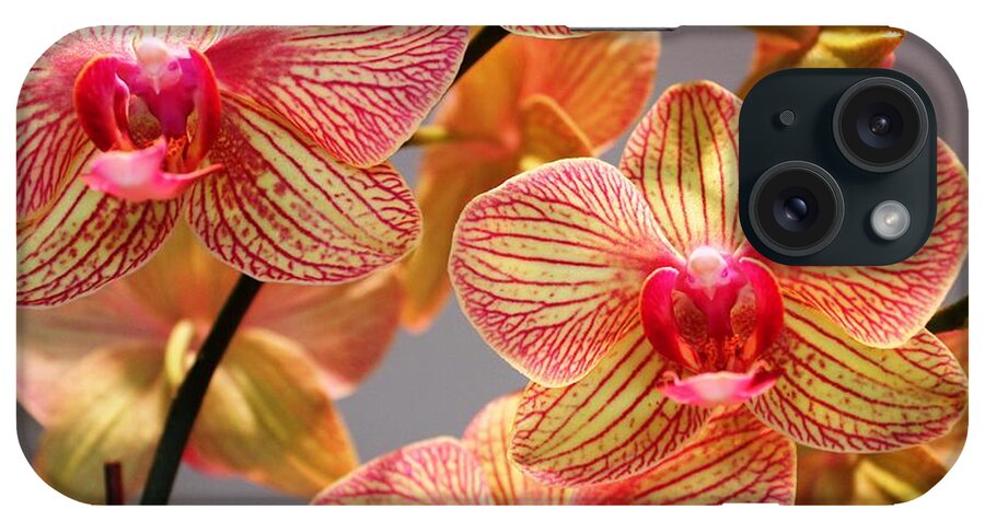 Orchid iPhone Case featuring the photograph Orchid by Judy Palkimas