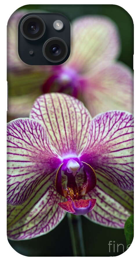 Flowers iPhone Case featuring the photograph Orchid one by Ken Frischkorn