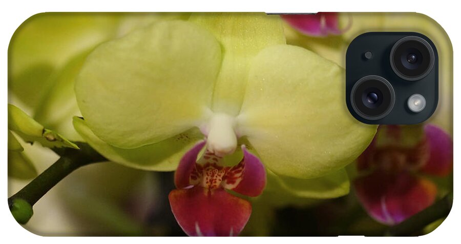 Plant iPhone Case featuring the photograph Orchids 181 by Rudi Prott