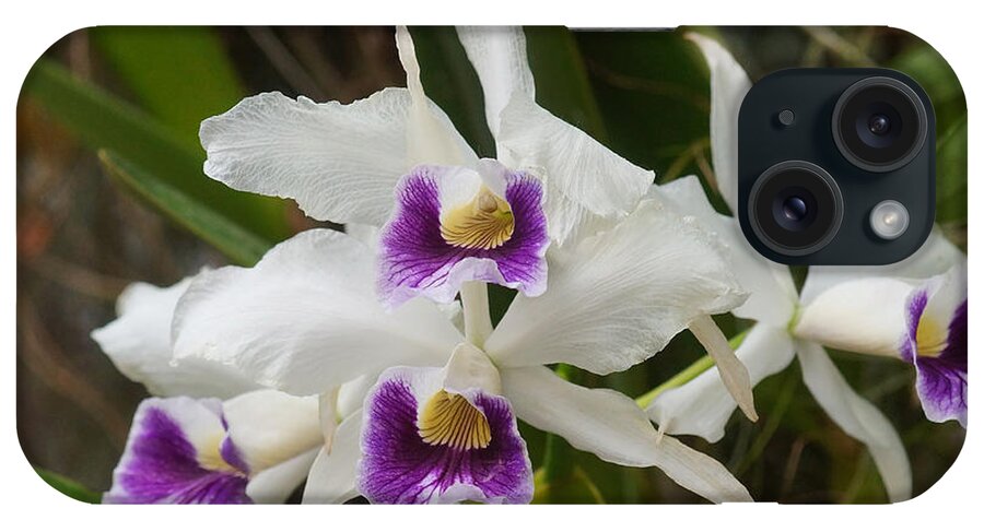 Plant iPhone Case featuring the photograph Orchids 246 by Rudi Prott