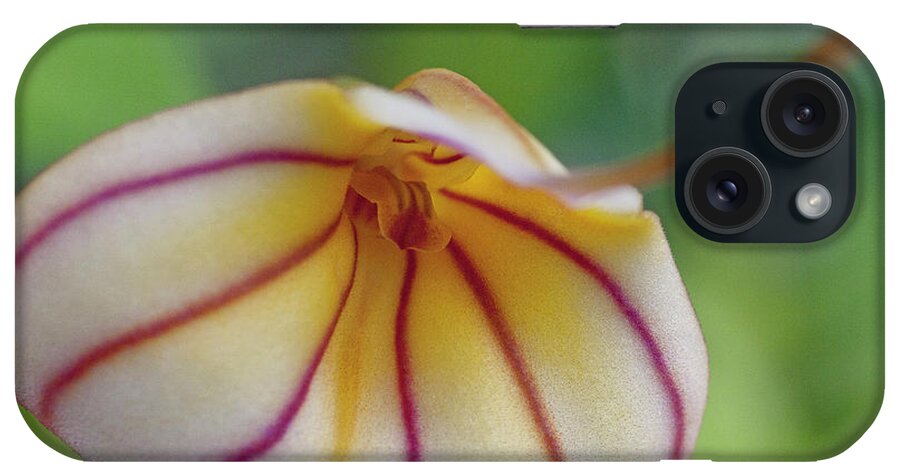 Orchid iPhone Case featuring the photograph Orchids - Masdevallia hybrid by Heiko Koehrer-Wagner