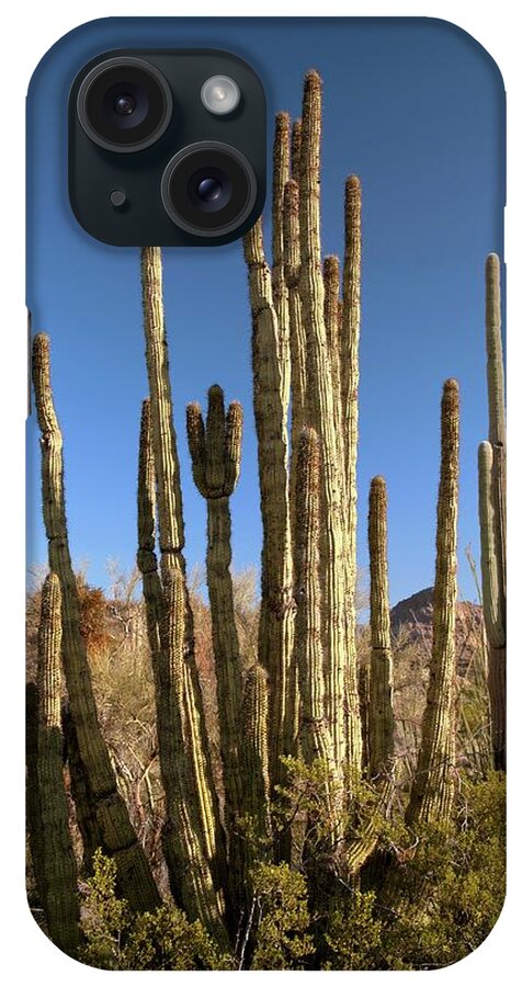 Organ Pipe Cactus iPhone Case featuring the photograph Organ Pipe Cactus by Jim West