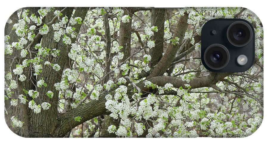 Pear Tree iPhone Case featuring the photograph Oriental Pear Tree by Bonnie Willis