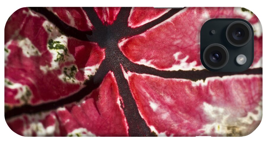 Heiko iPhone Case featuring the photograph Ornamental Leaf by Heiko Koehrer-Wagner