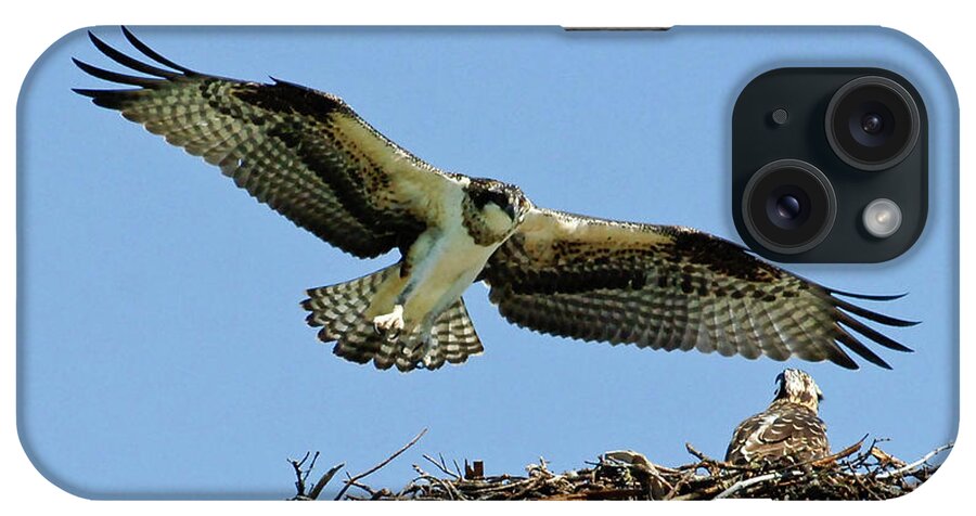 Osprey iPhone Case featuring the photograph Osprey 4 by Bob Christopher