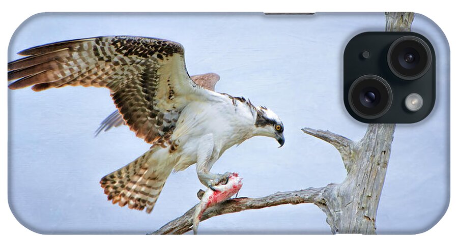 Osprey Eating Fish iPhone Case featuring the photograph Osprey Eating Fish by Bonnie Barry