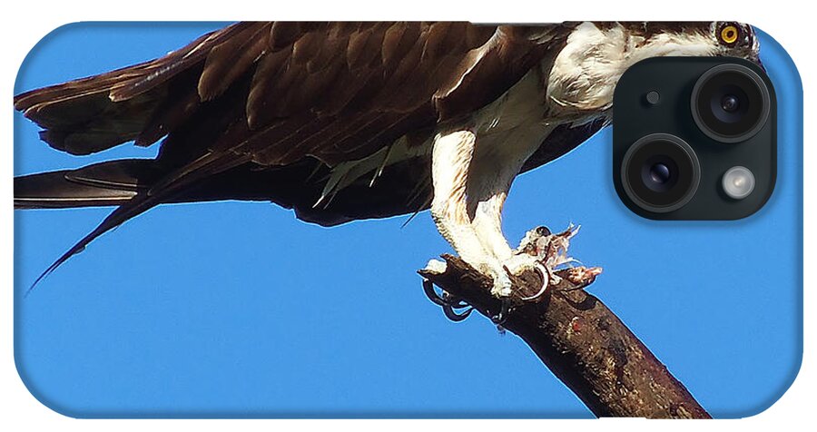 Osprey iPhone Case featuring the photograph Osprey Feeding 000 by Christopher Mercer