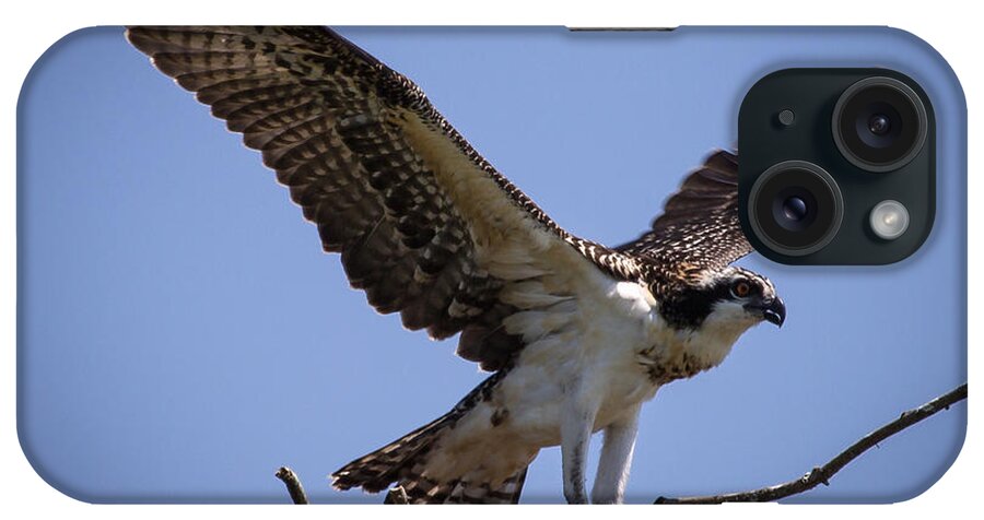 Osprey iPhone Case featuring the photograph Osprey in Nest Ready to Fly by Gregory Daley MPSA