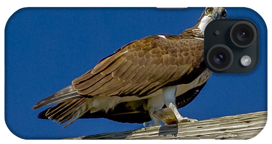 Osprey iPhone Case featuring the photograph Osprey with Fish in Talons by Dale Powell