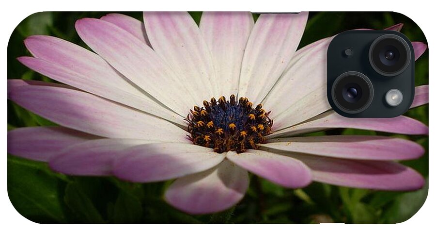 Birthday iPhone Case featuring the photograph Osteospermum Whiter Shade of Pale by Taiche Acrylic Art