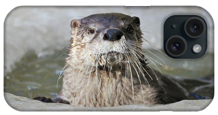 European Otter iPhone Case featuring the photograph Otter, Lutra Lutra by Raimund Linke