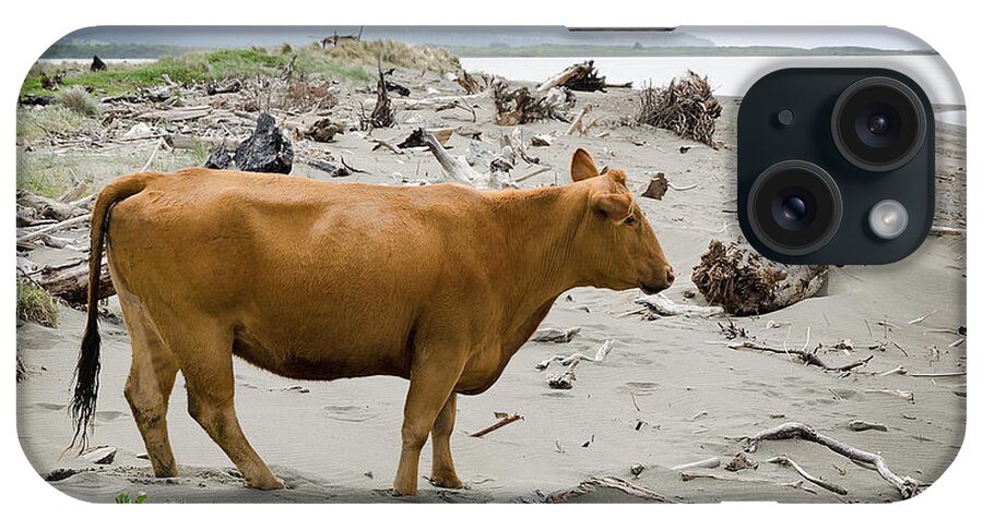 Cow iPhone Case featuring the photograph Out of Bounds by Jon Exley
