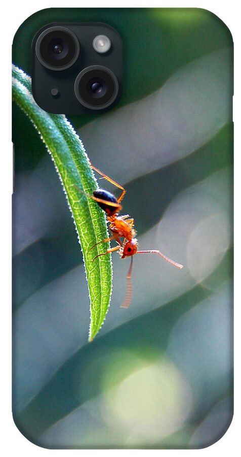 Ant Macro Close-up Insect Nature Green Orange Black iPhone Case featuring the photograph Out on the edge by Don Bangert