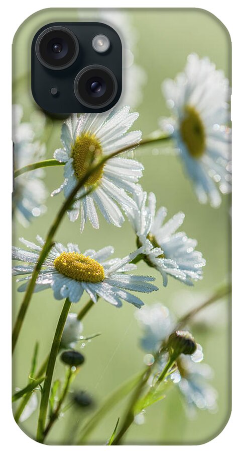 Pacific Northwest iPhone Case featuring the photograph Ox-eye Daisy Leucanthemum Vulgare by Robert L. Potts