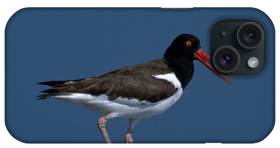 American Oystercatcher iPhone Case featuring the photograph Oystercatcher by Paul J. Fusco