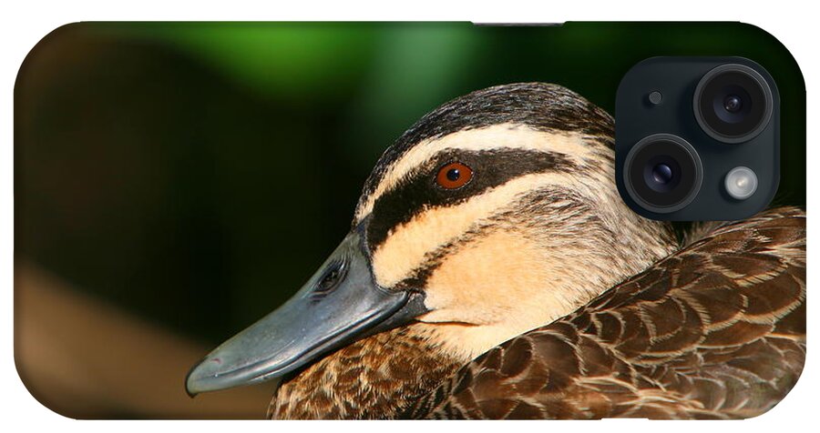Duck iPhone Case featuring the photograph Pacific Black Duck Portrait by Bruce J Robinson