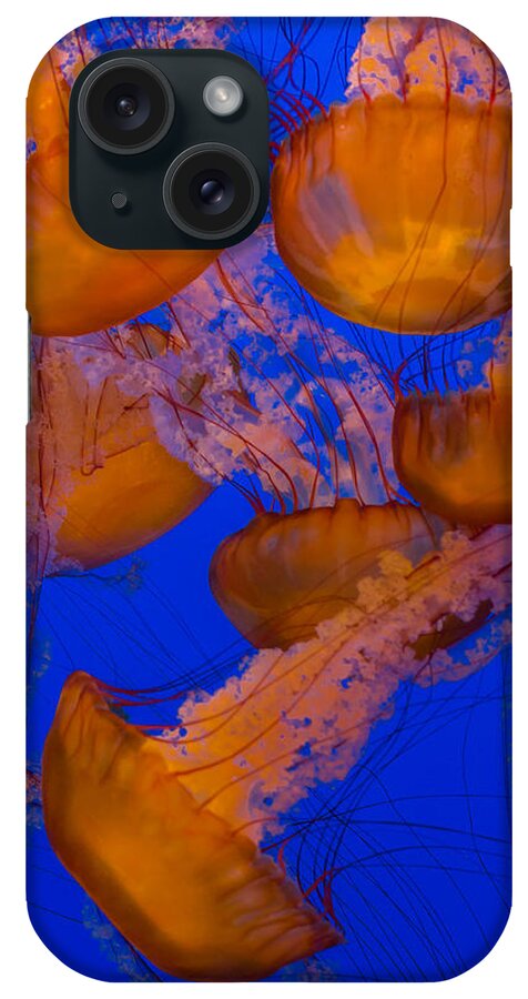 Jellyfish iPhone Case featuring the photograph Pacific Sea Nettle Cluster 2 by Scott Campbell