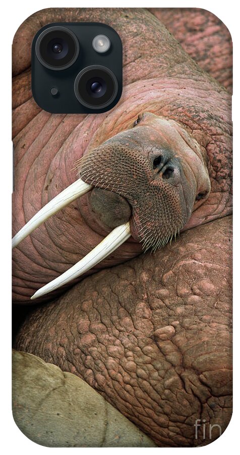 00344073 iPhone Case featuring the photograph Bull Walrus on Round Island by Yva Momatiuk and John Eastcott