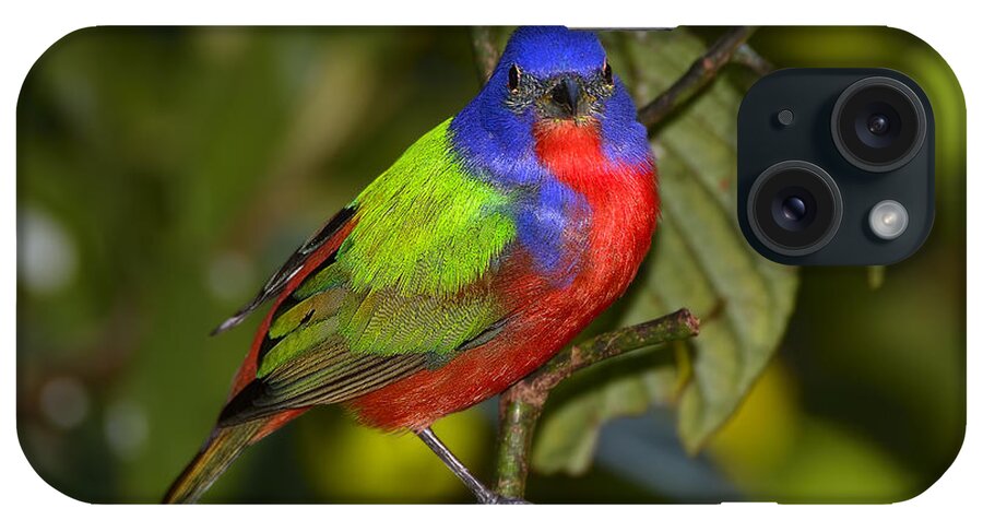 Dodsworth iPhone Case featuring the photograph Painted Bunting by Bill Dodsworth